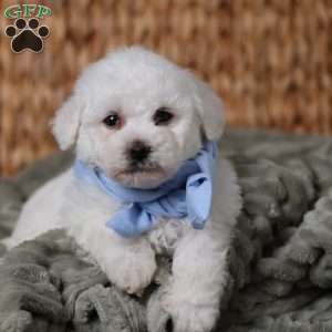 Jagger, Bichon Frise Puppy